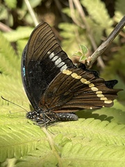 Papilio chrapkowskii