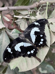 Papilio hesperus