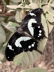 Papilio hesperus