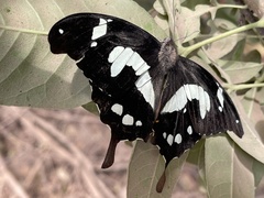 Papilio hesperus