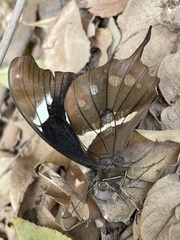 Papilio hesperus