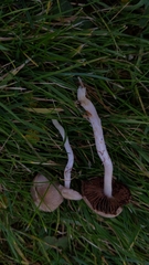 Stropharia inuncta