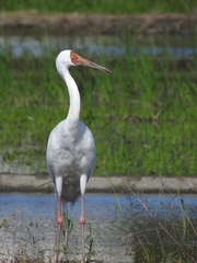 Leucogeranus leucogeranus