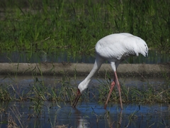 Leucogeranus leucogeranus