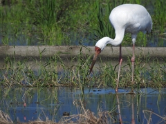 Leucogeranus leucogeranus