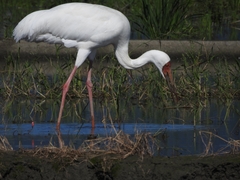 Leucogeranus leucogeranus