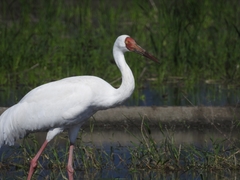 Leucogeranus leucogeranus