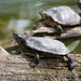 Pond Slider - Photo (c) Marijan Tunjic, some rights reserved (CC BY)