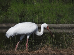 Leucogeranus leucogeranus