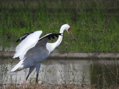 Leucogeranus leucogeranus