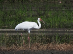 Leucogeranus leucogeranus