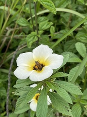 Turnera subulata