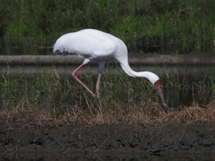 Leucogeranus leucogeranus