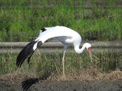 Leucogeranus leucogeranus