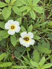 Turnera subulata