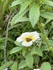 Turnera subulata
