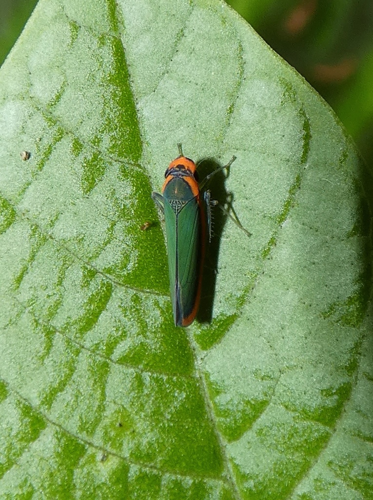 Stephanolla remota