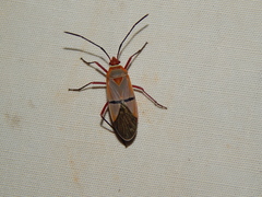 Dysdercus intermedius