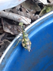 Acontista mexicana