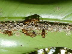 Mischocyttarus fraudulentus image