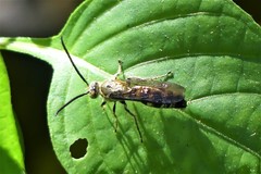 Campsomeriella