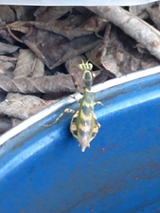 Acontista mexicana