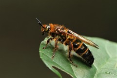 Phalerimeris phalerata