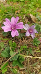 Malva sylvestris