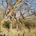 Acacia de Tres Espinas - Photo (c) Оксана, algunos derechos reservados (CC BY-NC), subido por Оксана