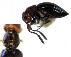 Lagynodes gastroleius