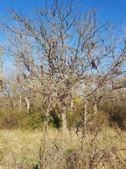 Gleditsia triacanthos