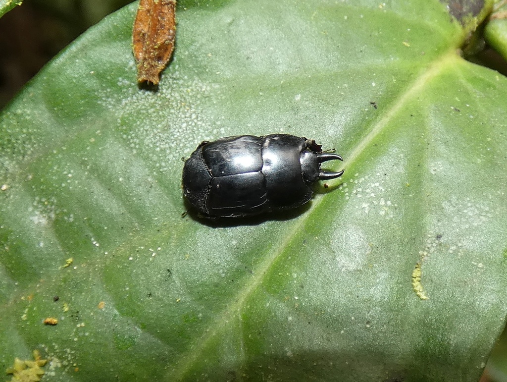 Hololepta aradiformis