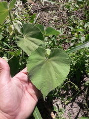 Callianthe pauciflora