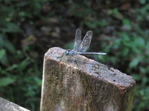 Micrathyria spinifera
