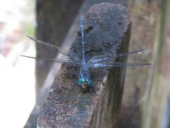 Nothodiplax dendrophila