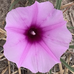 Ipomoea bolusiana