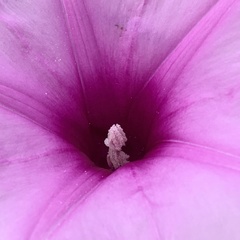 Ipomoea bolusiana