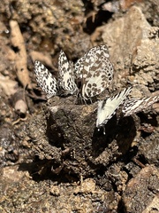 Uranothauma heritsia