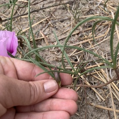 Ipomoea bolusiana