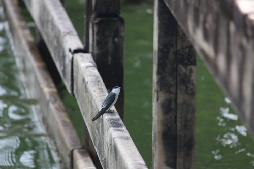 Mangrove Swallow
