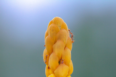 Oecophylla smaragdina