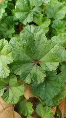 Malva sylvestris