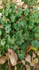 Malva sylvestris