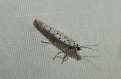 Yponomeuta fumigatus