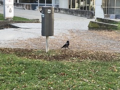Corvus cornix