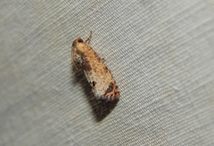 Cryptophlebia peltastica