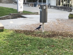 Corvus cornix