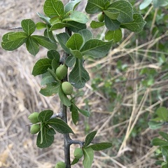 Commiphora glandulosa