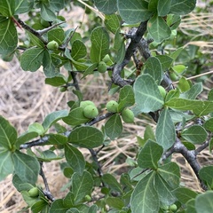 Commiphora glandulosa