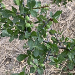 Commiphora glandulosa